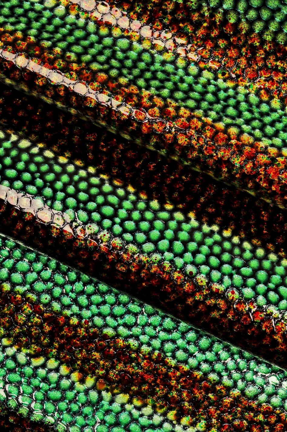 STRIPED CROCODILE leather hide, croc printed patent calfskin, shiny stripe pattern on cowhide B13651-ST
