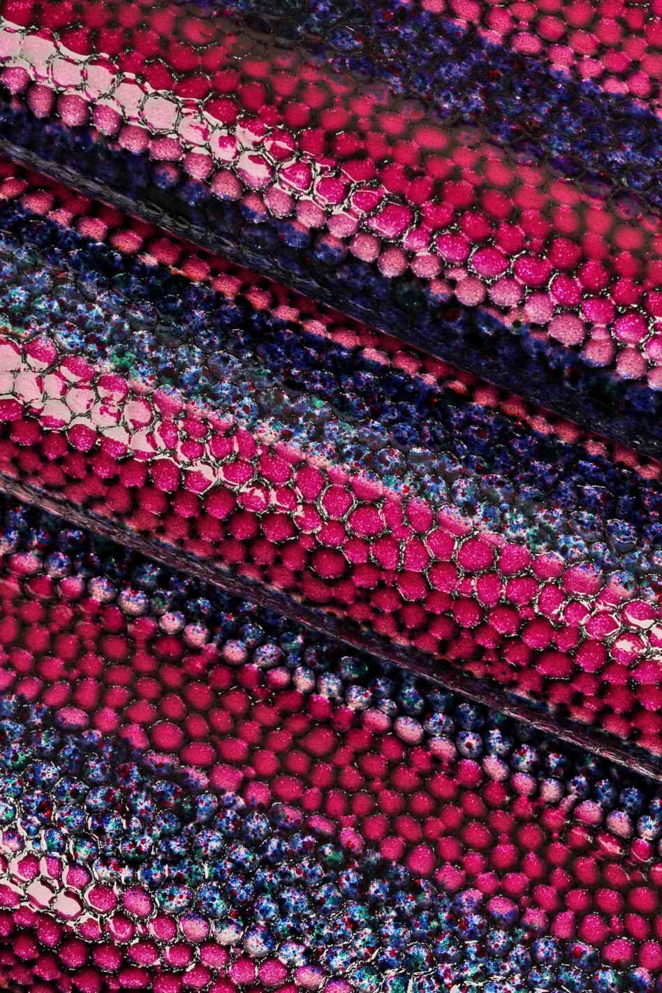 STRIPED CROCODILE leather hide, croc printed patent calfskin, shiny stripe pattern on cowhide B13651-ST